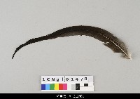 藏品(布袋戲盔帽-羽毛)的圖片